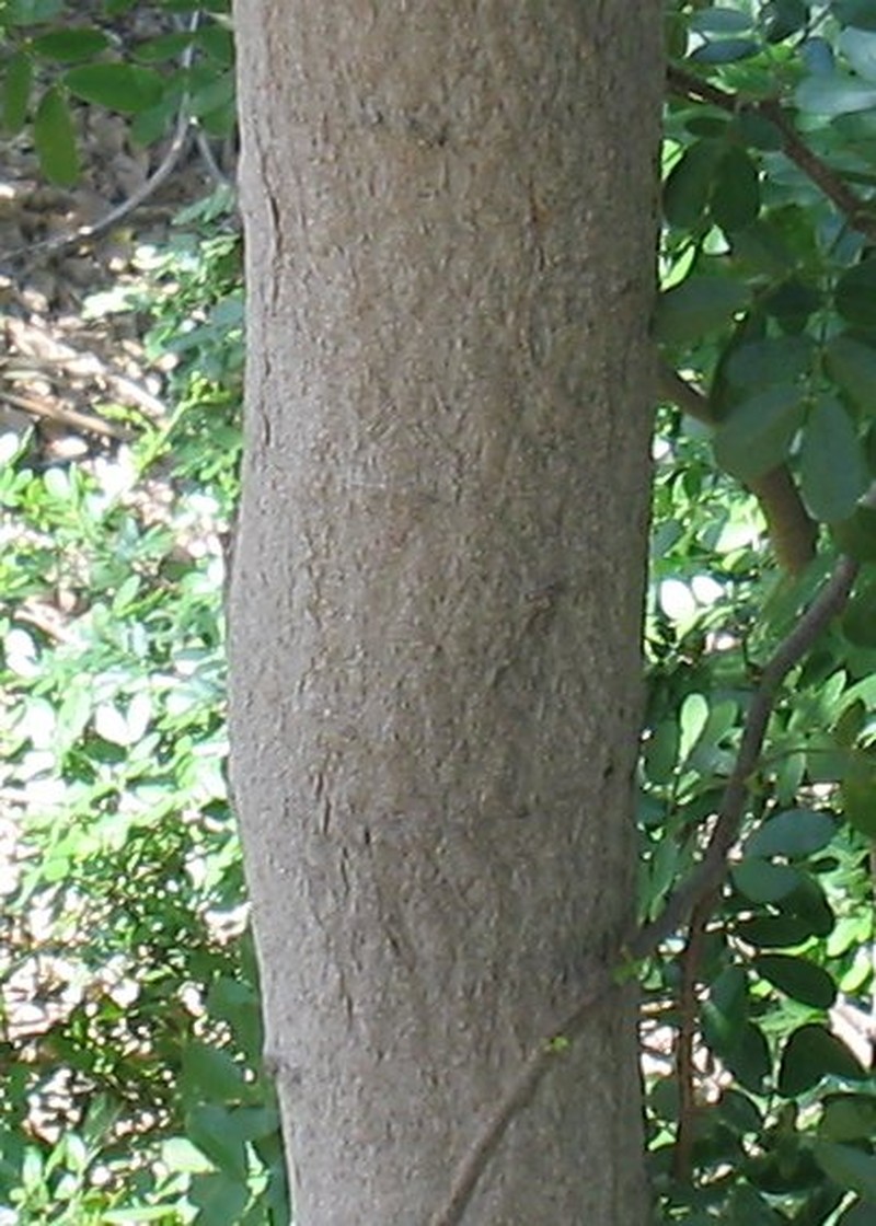 Blackbrush Acacia photo 3