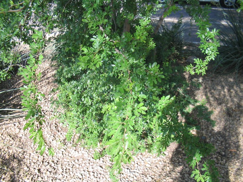 Blackbrush Acacia photo 4