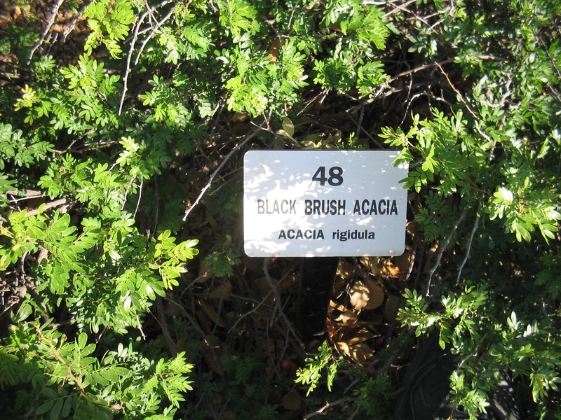 Blackbrush Acacia photo 5