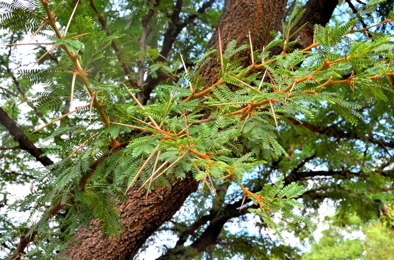 Vachellia robusta