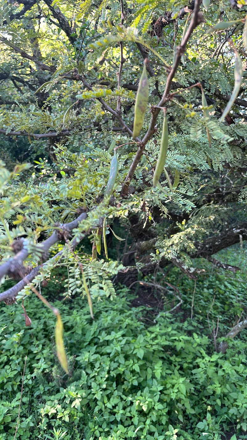 Vachellia robusta subsp. robusta