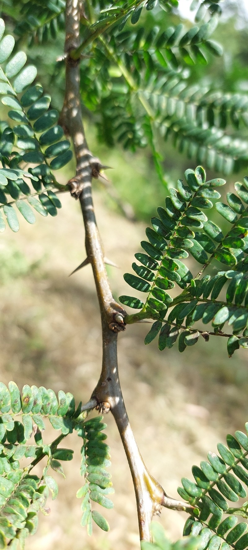 Vachellia robusta subsp. robusta photo 2