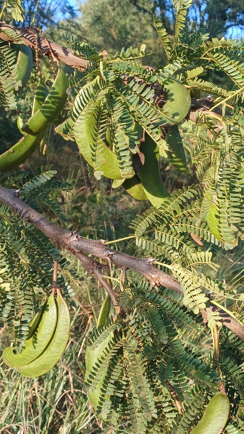 Vachellia robusta subsp. robusta photo 3