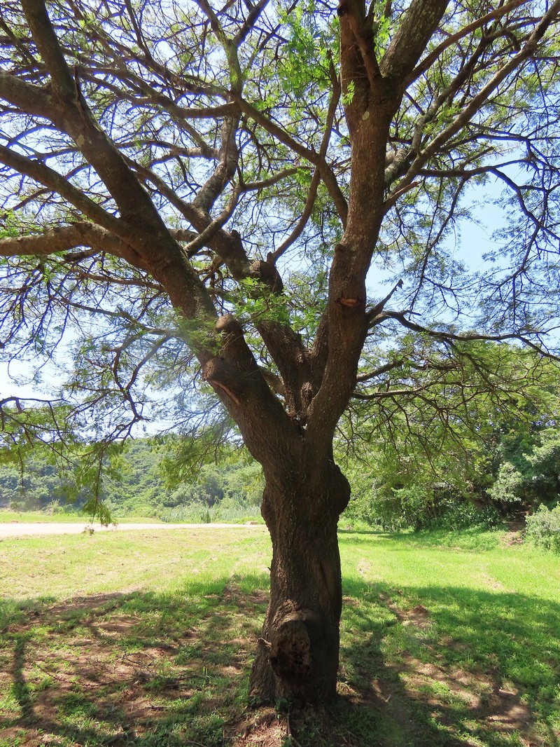 Vachellia robusta subsp. robusta photo 4