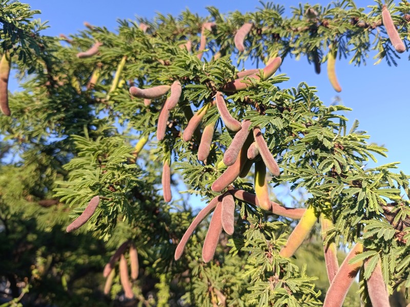 Schaffner's Wattle