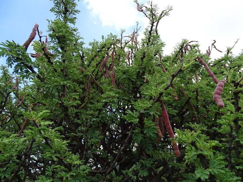 Schaffner's Wattle photo 2