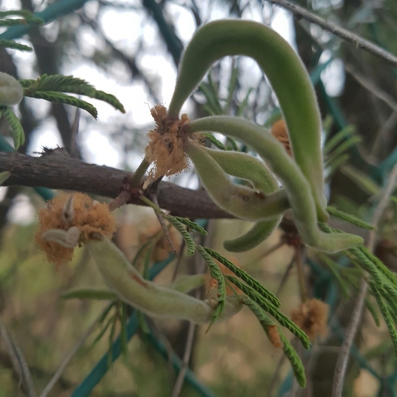Schaffner's Wattle photo 3