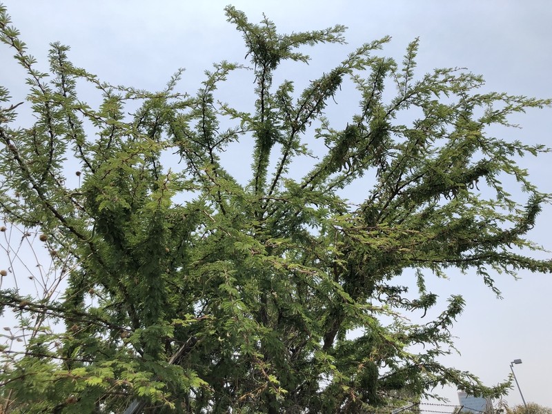 Schaffner's Wattle photo 4