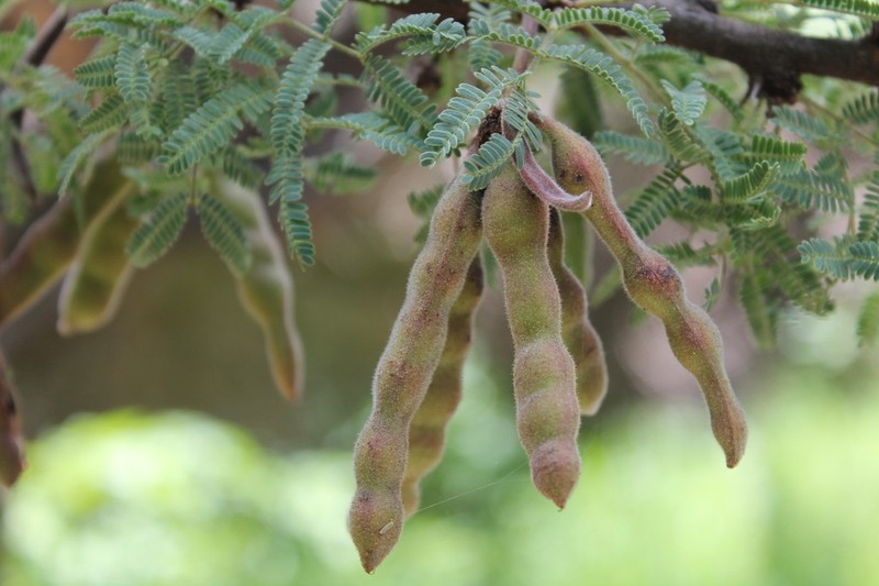 Schaffner's Wattle photo 5