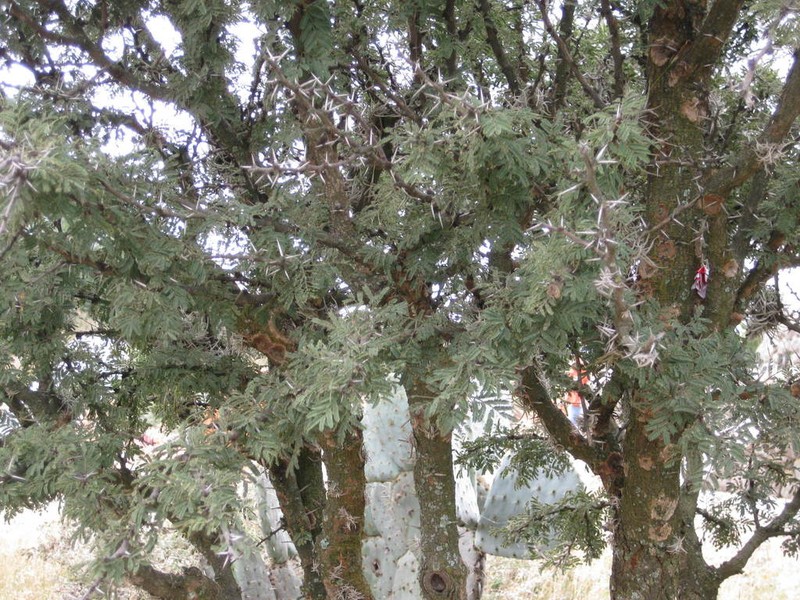 Schaffner's Wattle photo 6