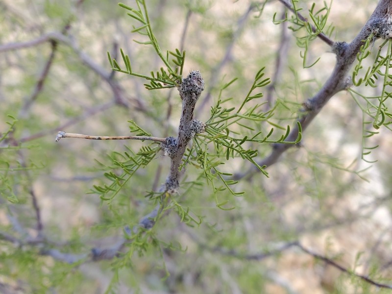 Schott's Wattle