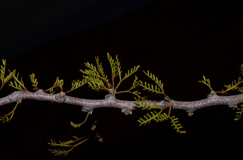 Schott's Wattle photo 2