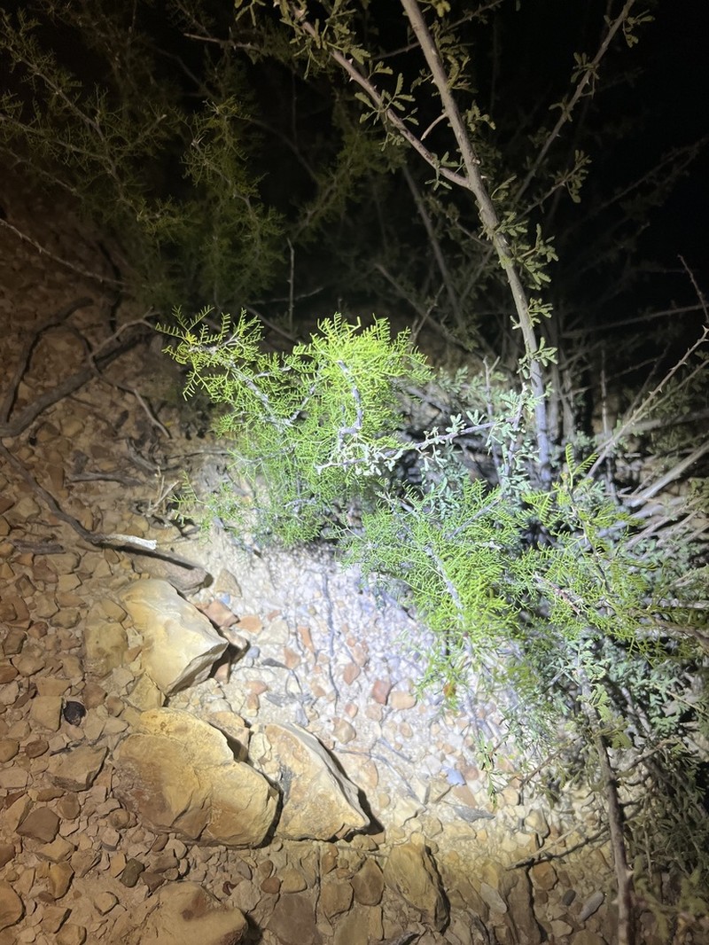 Schott's Wattle photo 3