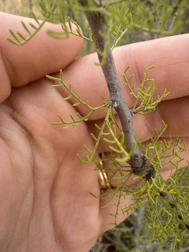Schott's Wattle photo 4