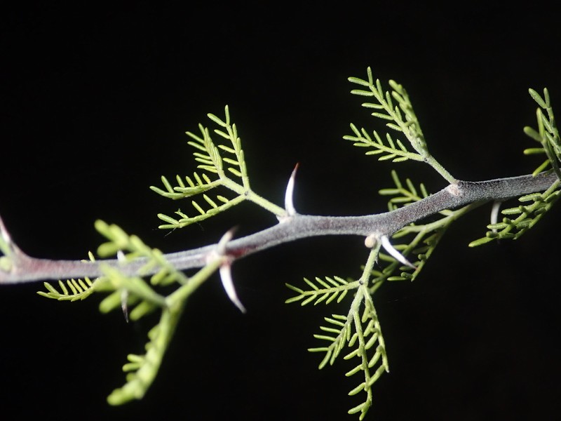 Schott's Wattle photo 5
