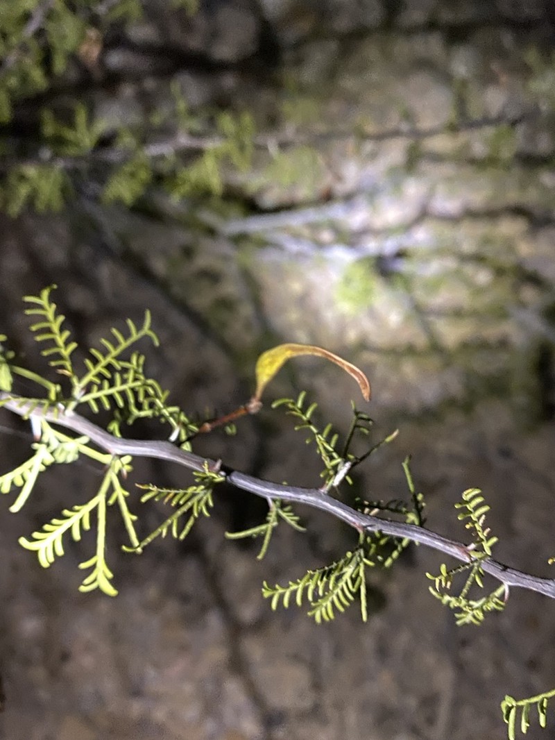Schott's Wattle photo 6