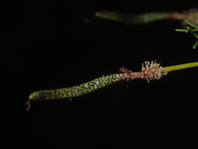 Schott's Wattle photo 7