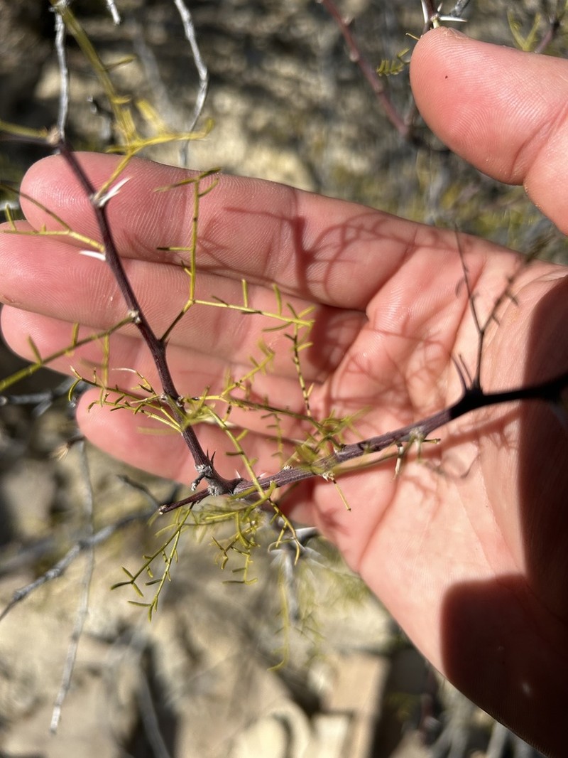 Schott's Wattle photo 8
