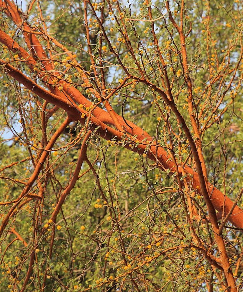 Vachellia seyal var. seyal