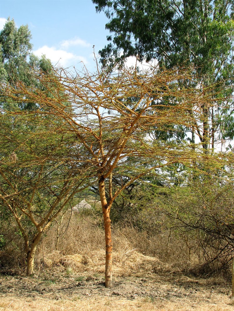 Vachellia seyal var. seyal photo 2