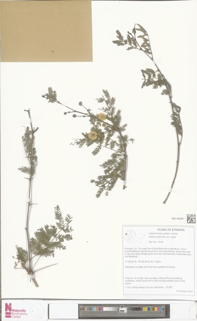 Vachellia seyal var. seyal photo 3