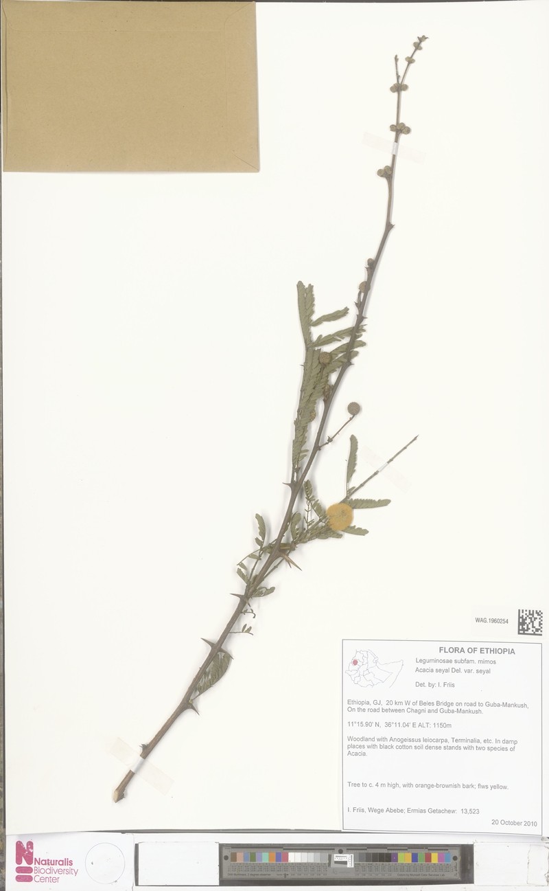 Vachellia seyal var. seyal photo 4