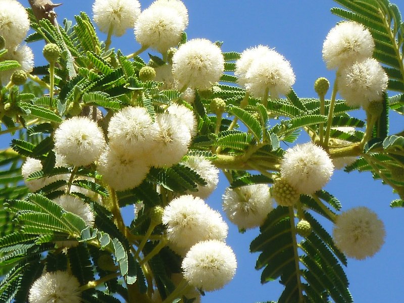Vachellia sieberiana