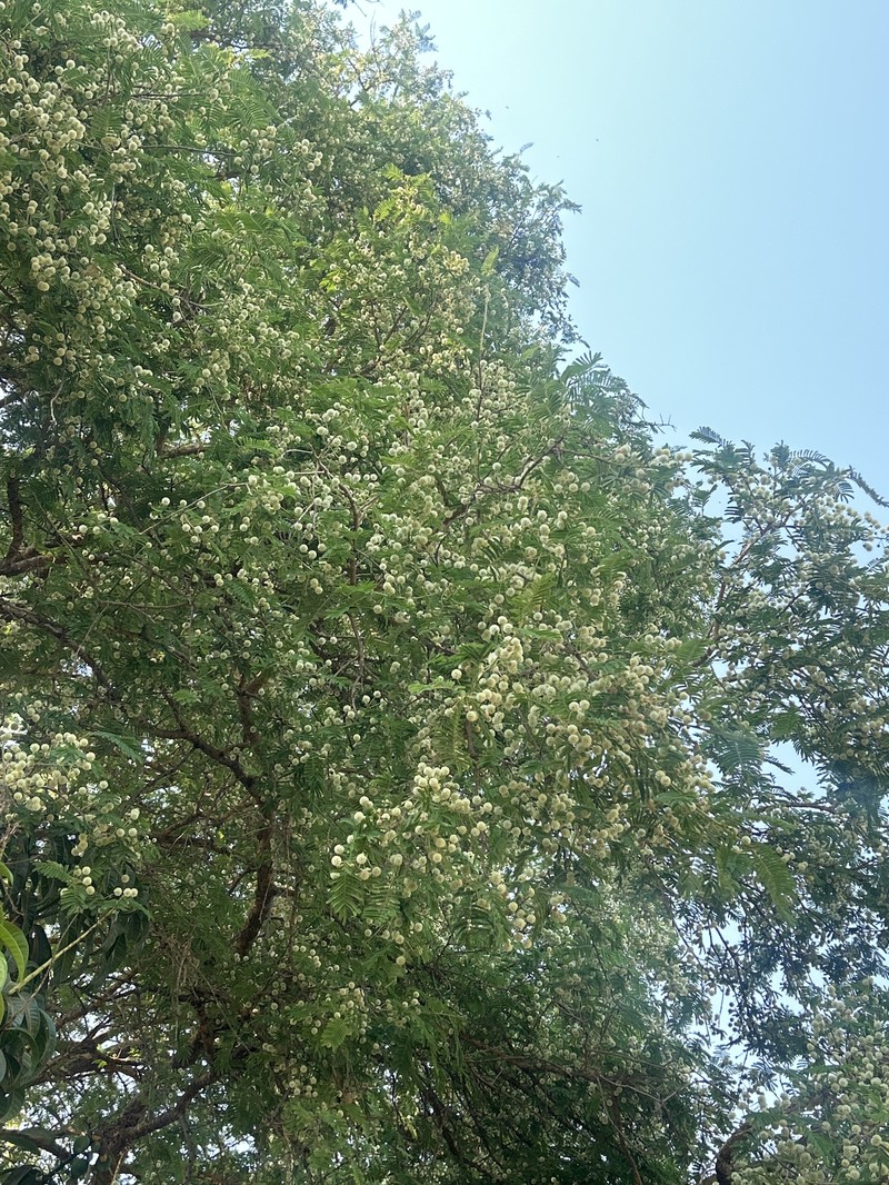 Vachellia sieberiana var. sieberiana