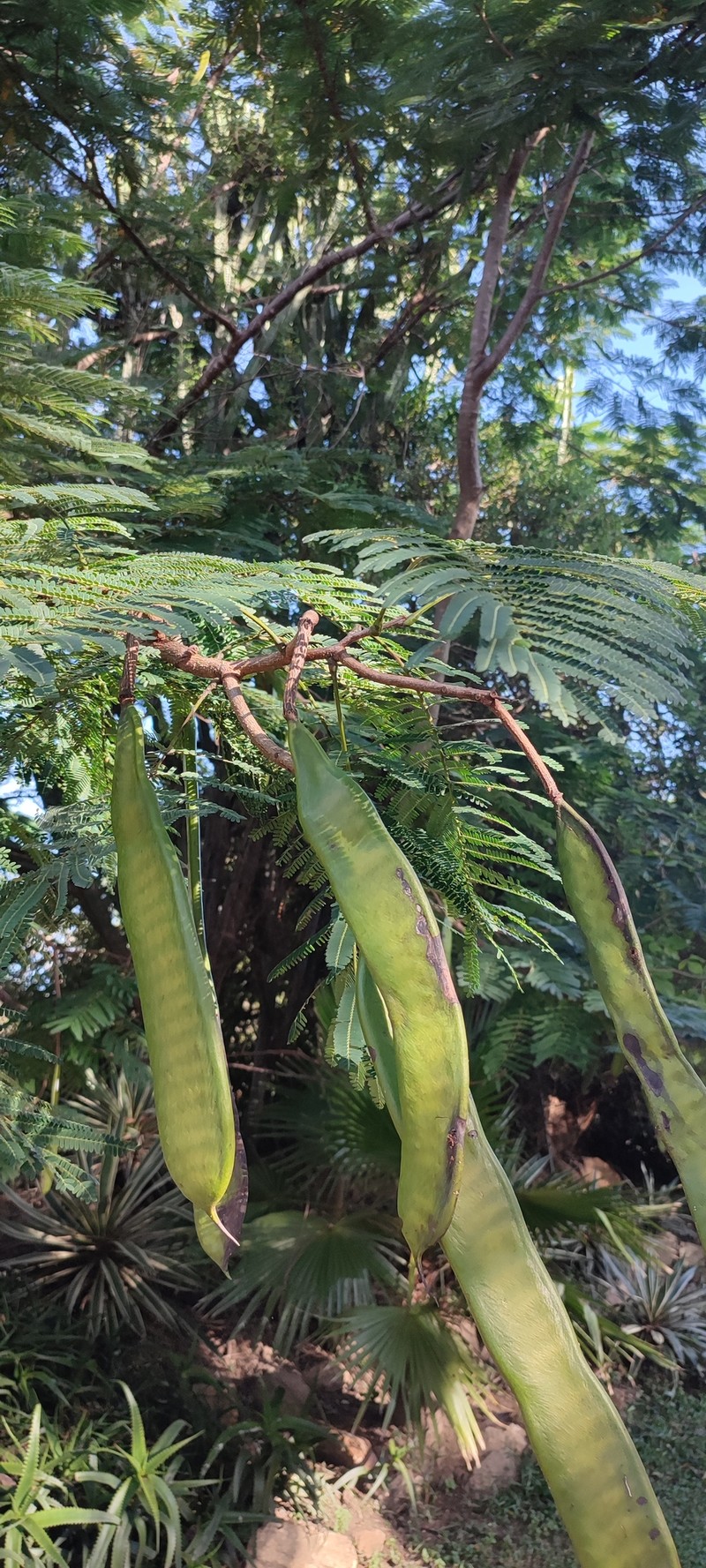 Vachellia sieberiana var. sieberiana photo 2