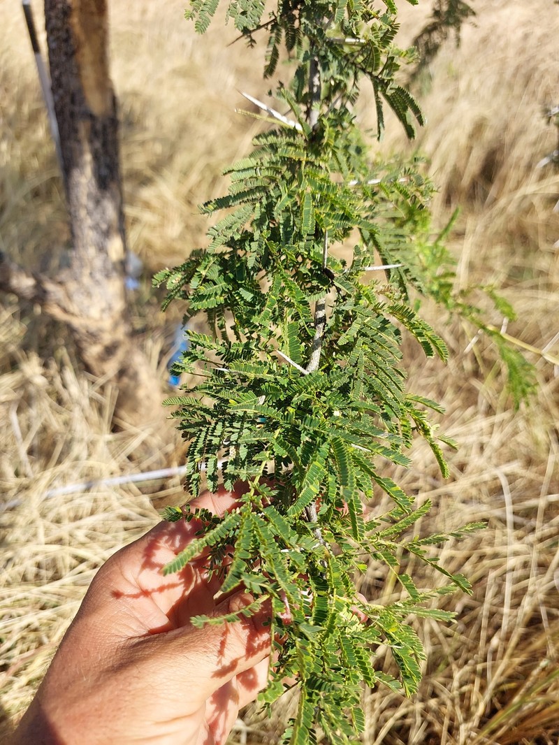 Vachellia sieberiana var. sieberiana photo 3