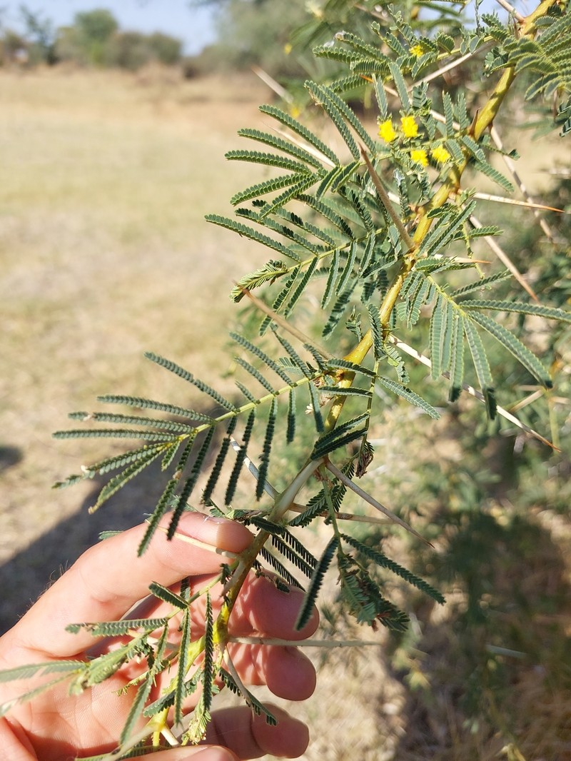 Vachellia sieberiana var. sieberiana photo 4