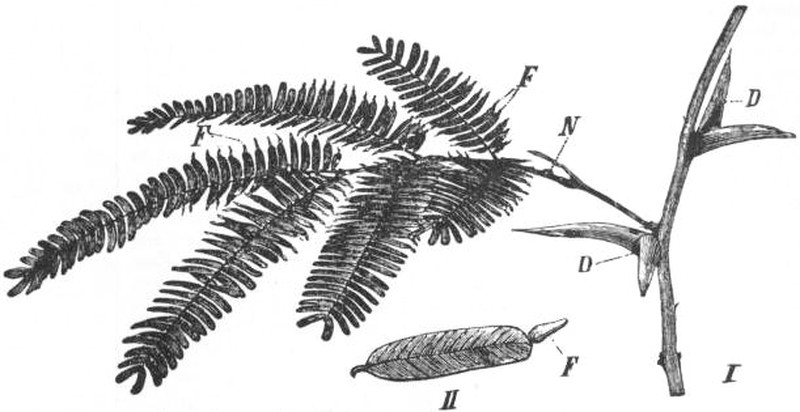 Bee Wattle