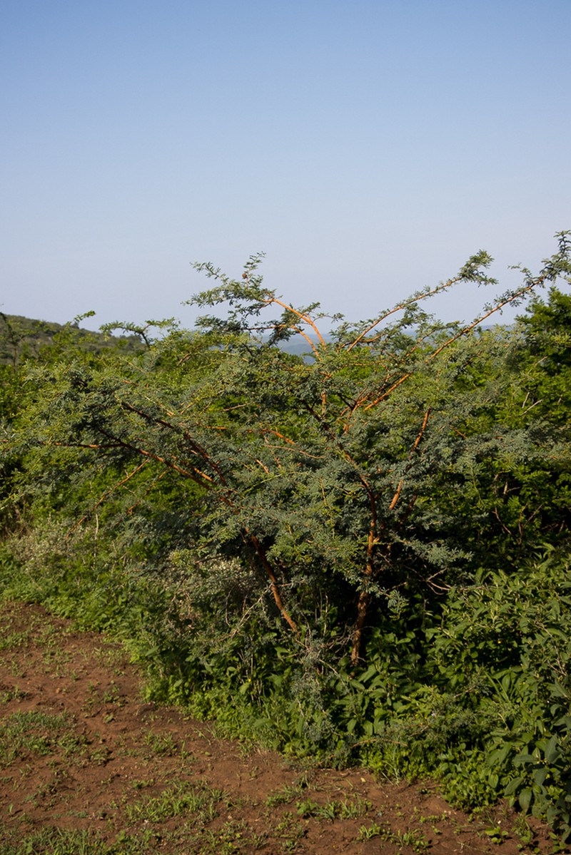 Vachellia theronii