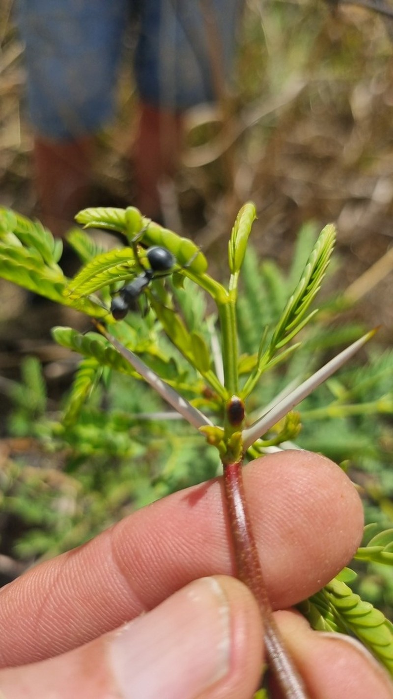 Vachellia theronii photo 2