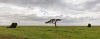 Umbrella Thorn