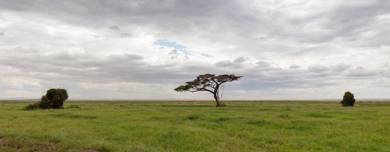Umbrella Thorn