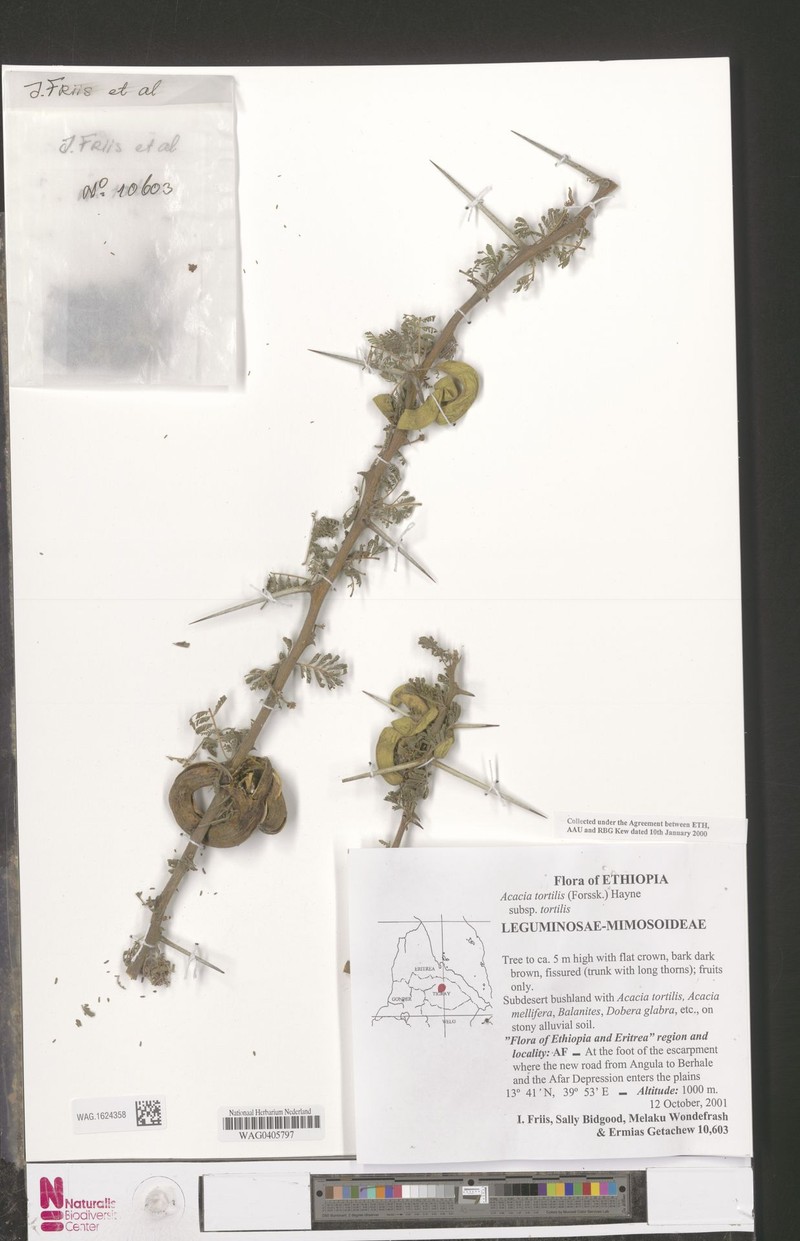 Vachellia tortilis subsp. tortilis