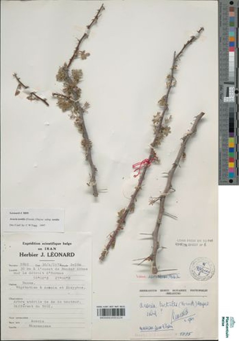 Vachellia tortilis subsp. tortilis photo 2