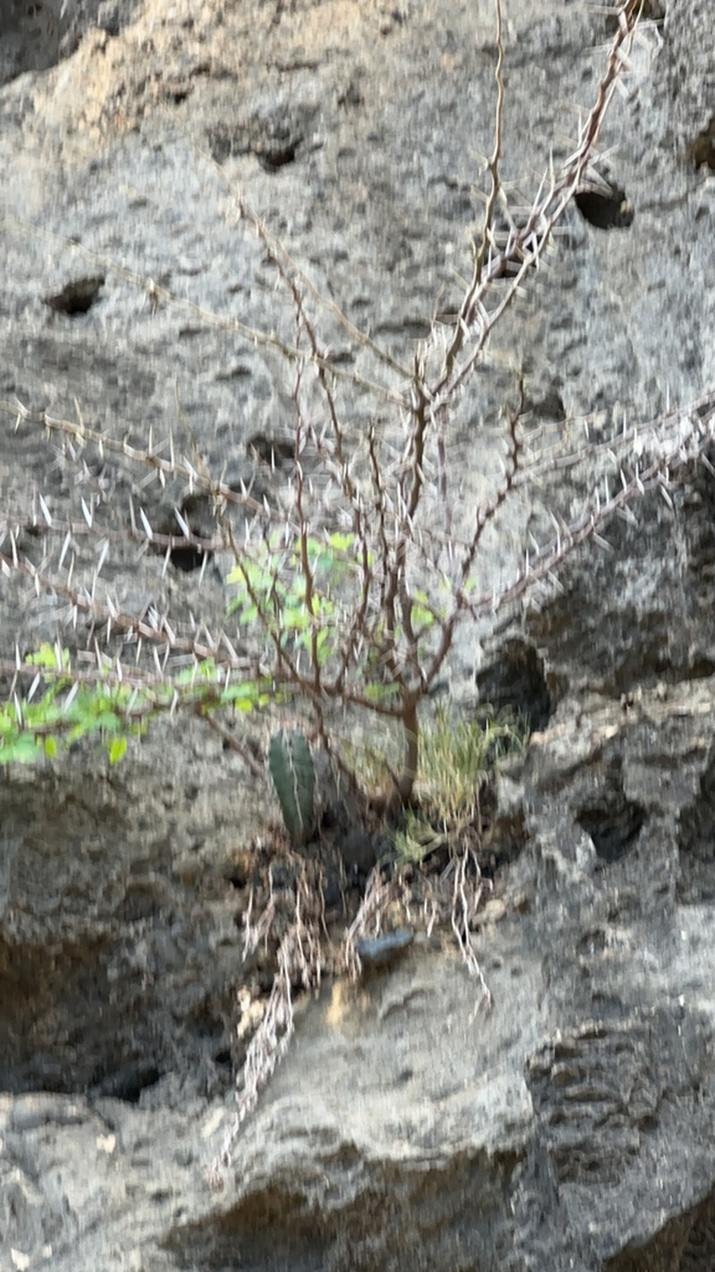 Poponax photo 5
