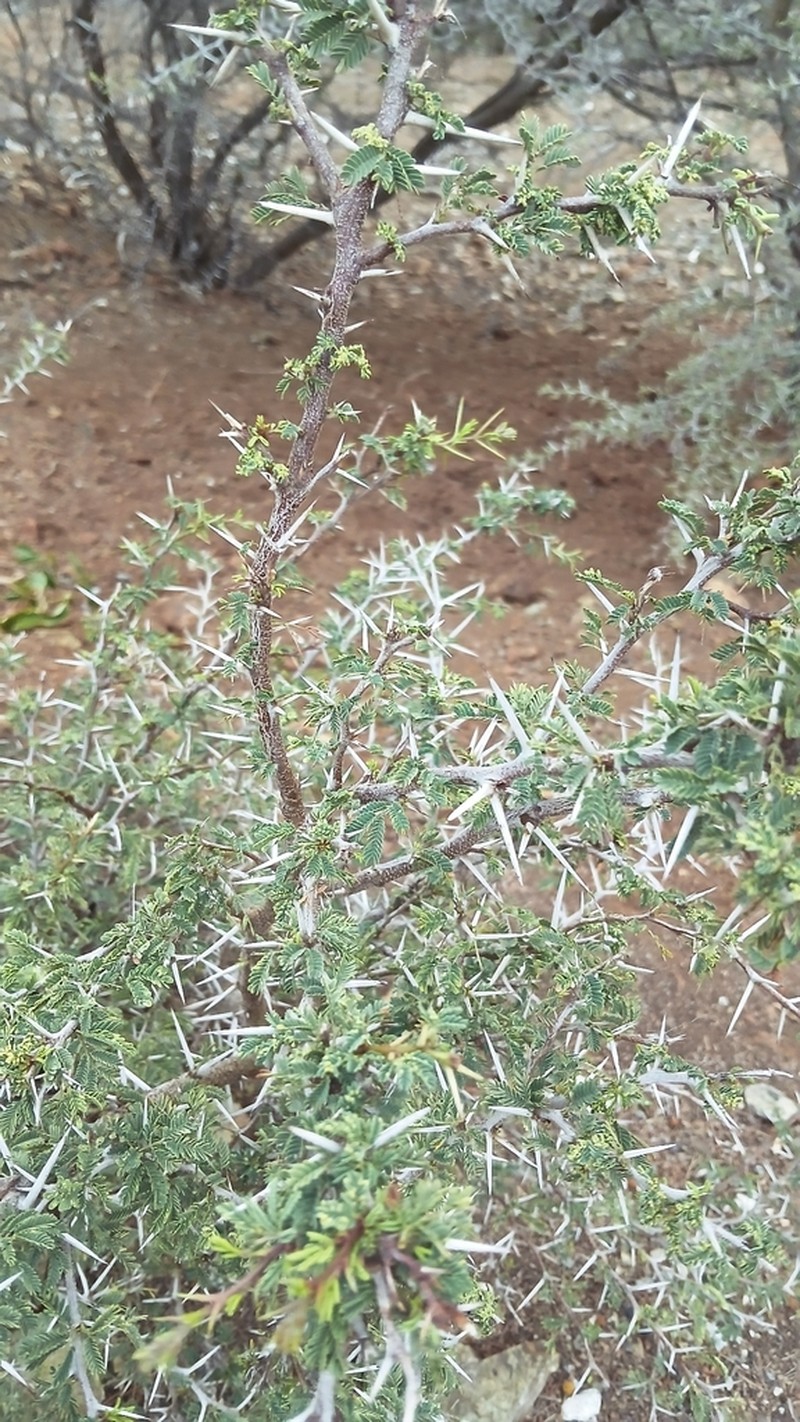 Poponax photo 6