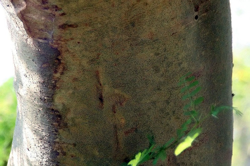 Poponax photo 2