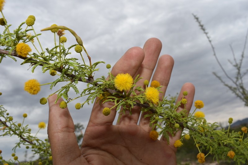 Viscid Acacia