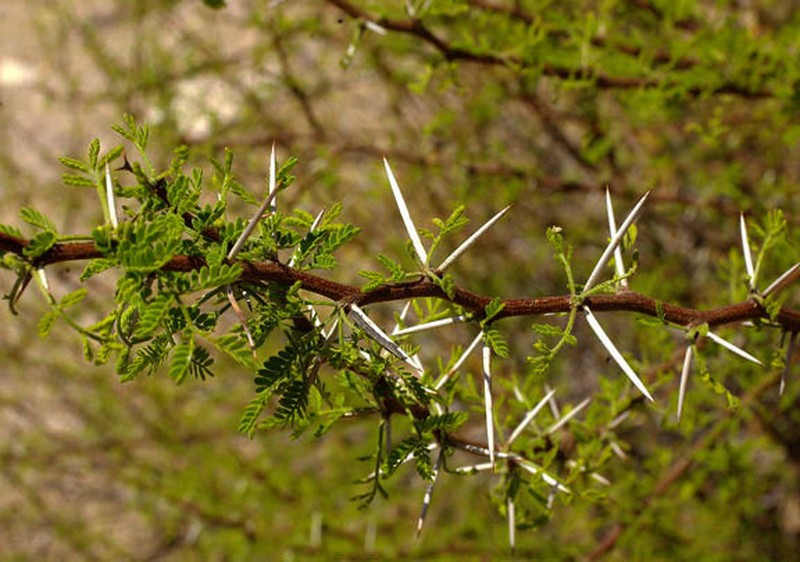 Viscid Acacia photo 2