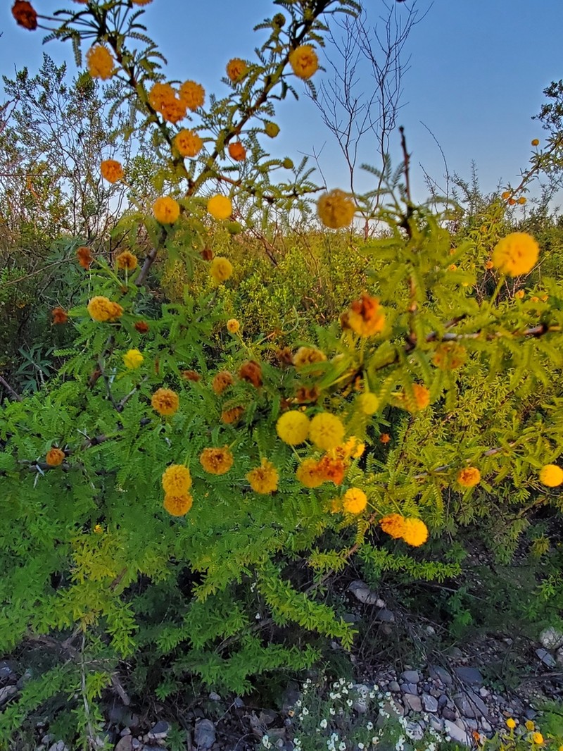 Viscid Acacia photo 3
