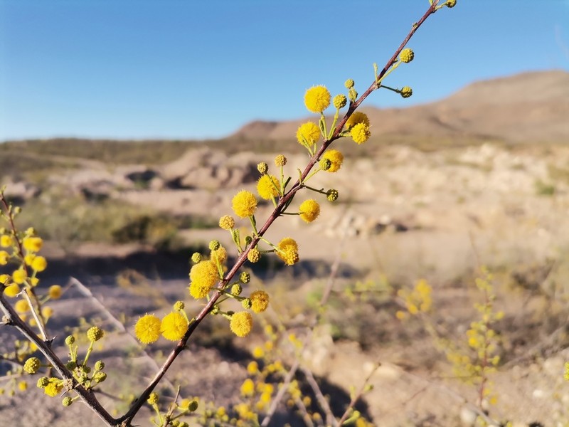 Viscid Acacia photo 4