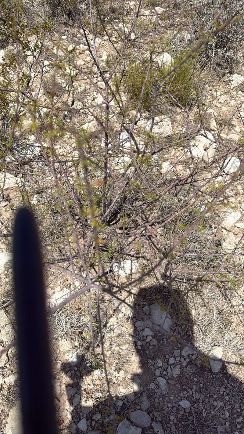 Viscid Acacia photo 5