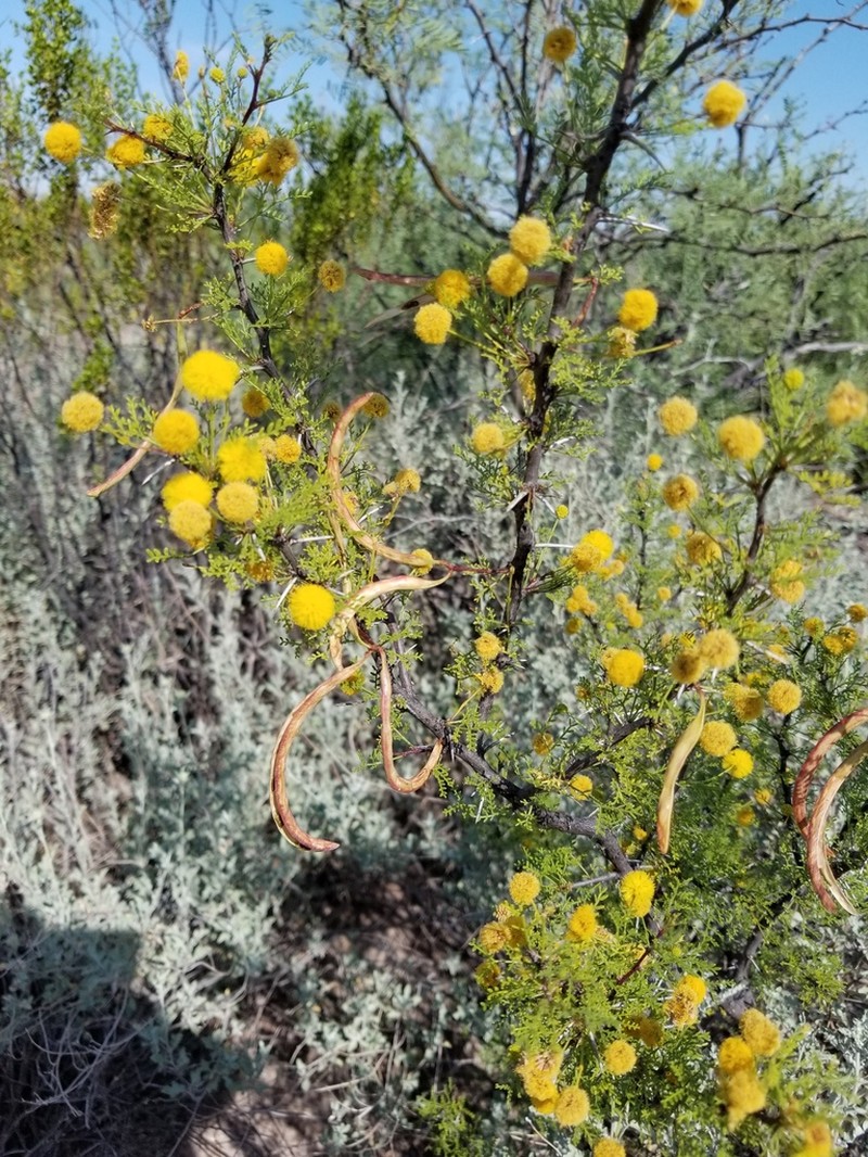 Viscid Acacia photo 6