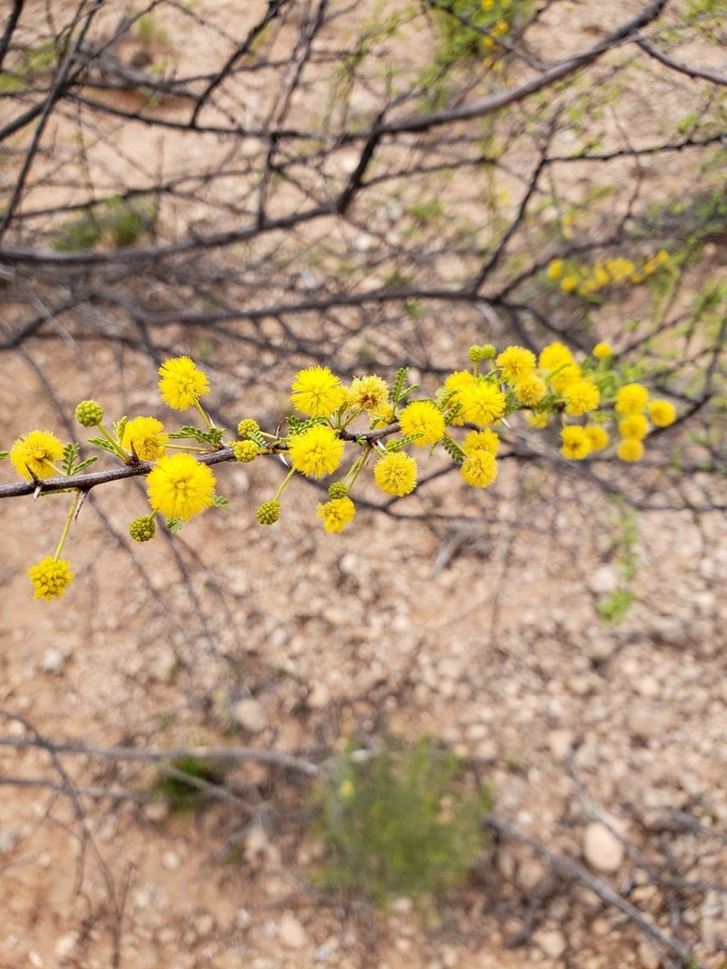 Viscid Acacia photo 7