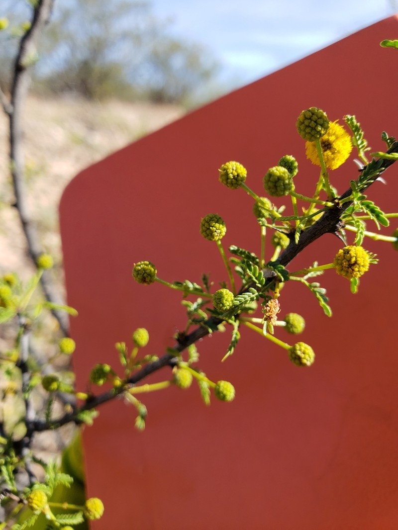 Viscid Acacia photo 8