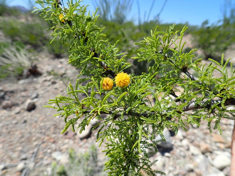 Viscid Acacia photo 2